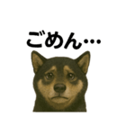 推しワン☆ブラックタン柴犬〜ギャップ萌（個別スタンプ：7）