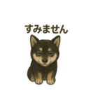 推しワン☆ブラックタン柴犬〜ギャップ萌（個別スタンプ：8）