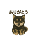推しワン☆ブラックタン柴犬〜ギャップ萌（個別スタンプ：9）