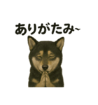推しワン☆ブラックタン柴犬〜ギャップ萌（個別スタンプ：10）
