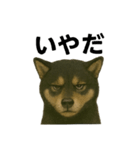 推しワン☆ブラックタン柴犬〜ギャップ萌（個別スタンプ：12）