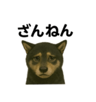 推しワン☆ブラックタン柴犬〜ギャップ萌（個別スタンプ：13）