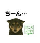 推しワン☆ブラックタン柴犬〜ギャップ萌（個別スタンプ：14）
