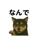推しワン☆ブラックタン柴犬〜ギャップ萌（個別スタンプ：15）