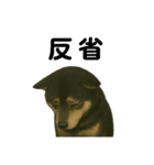 推しワン☆ブラックタン柴犬〜ギャップ萌（個別スタンプ：16）