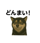 推しワン☆ブラックタン柴犬〜ギャップ萌（個別スタンプ：17）