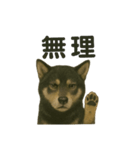 推しワン☆ブラックタン柴犬〜ギャップ萌（個別スタンプ：18）