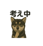 推しワン☆ブラックタン柴犬〜ギャップ萌（個別スタンプ：19）