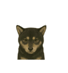 推しワン☆ブラックタン柴犬〜ギャップ萌（個別スタンプ：20）
