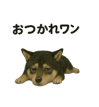 推しワン☆ブラックタン柴犬〜ギャップ萌（個別スタンプ：22）
