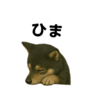 推しワン☆ブラックタン柴犬〜ギャップ萌（個別スタンプ：24）