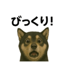 推しワン☆ブラックタン柴犬〜ギャップ萌（個別スタンプ：25）