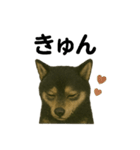 推しワン☆ブラックタン柴犬〜ギャップ萌（個別スタンプ：26）