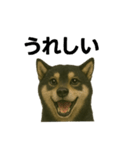 推しワン☆ブラックタン柴犬〜ギャップ萌（個別スタンプ：27）