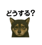 推しワン☆ブラックタン柴犬〜ギャップ萌（個別スタンプ：29）