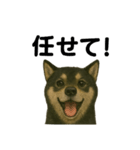推しワン☆ブラックタン柴犬〜ギャップ萌（個別スタンプ：30）