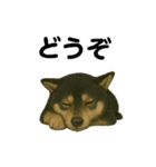 推しワン☆ブラックタン柴犬〜ギャップ萌（個別スタンプ：31）