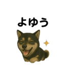 推しワン☆ブラックタン柴犬〜ギャップ萌（個別スタンプ：32）