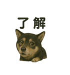 推しワン☆ブラックタン柴犬〜ギャップ萌（個別スタンプ：33）