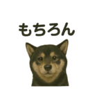 推しワン☆ブラックタン柴犬〜ギャップ萌（個別スタンプ：34）