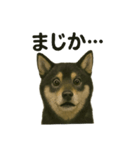 推しワン☆ブラックタン柴犬〜ギャップ萌（個別スタンプ：36）
