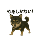 推しワン☆ブラックタン柴犬〜ギャップ萌（個別スタンプ：37）