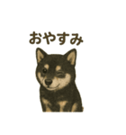 推しワン☆ブラックタン柴犬〜ギャップ萌（個別スタンプ：39）