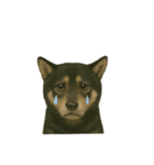 推しワン☆ブラックタン柴犬〜ギャップ萌（個別スタンプ：40）