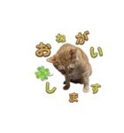 家猫…うちの猫（個別スタンプ：2）