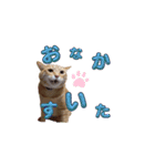 家猫…うちの猫（個別スタンプ：3）
