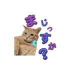 家猫…うちの猫（個別スタンプ：4）