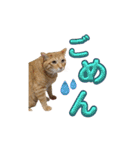 家猫…うちの猫（個別スタンプ：5）