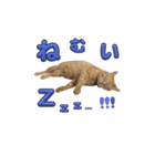 家猫…うちの猫（個別スタンプ：6）