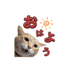 家猫…うちの猫（個別スタンプ：7）