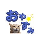家猫…うちの猫（個別スタンプ：8）
