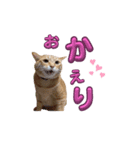 家猫…うちの猫（個別スタンプ：9）