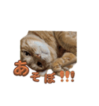 家猫…うちの猫（個別スタンプ：10）