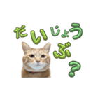 家猫…うちの猫（個別スタンプ：11）