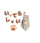 家猫…うちの猫（個別スタンプ：12）