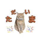 家猫…うちの猫（個別スタンプ：14）