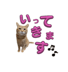 家猫…うちの猫（個別スタンプ：15）