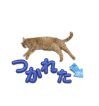 家猫…うちの猫（個別スタンプ：16）