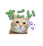家猫…うちの猫（個別スタンプ：17）
