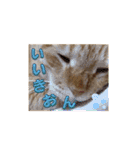 家猫…うちの猫（個別スタンプ：19）