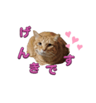 家猫…うちの猫（個別スタンプ：20）