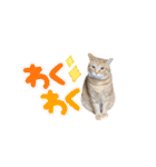 家猫…うちの猫（個別スタンプ：21）