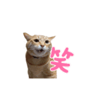 家猫…うちの猫（個別スタンプ：22）