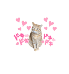 家猫…うちの猫（個別スタンプ：25）