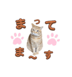 家猫…うちの猫（個別スタンプ：27）