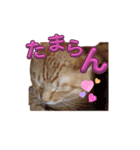 家猫…うちの猫（個別スタンプ：28）